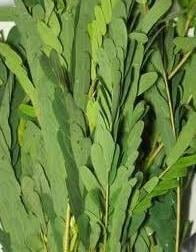 Agathi/Agase