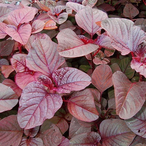 Amaranthus Red