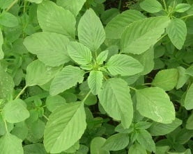 Amaranthus Green