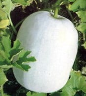 Ash Gourd