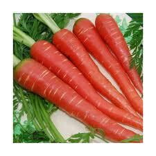 Carrot- Atomic Red