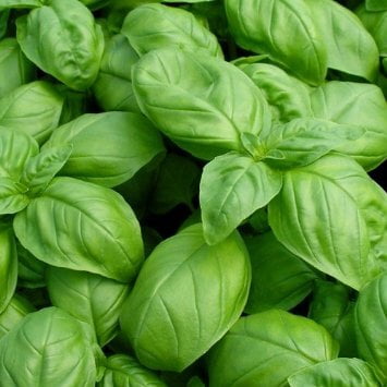 Basil Italian