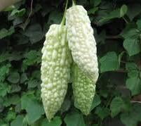 Bitter Gourd - White