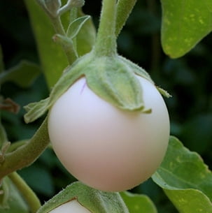 Brinjal White Round