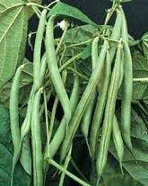 Bush Beans