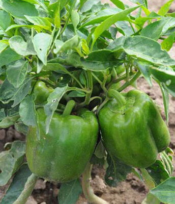 Capsicum