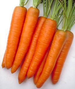 Carrot