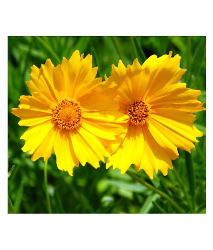 Coreopsis Coreopsis