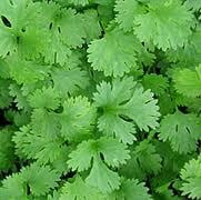 Coriander