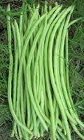 Cowpea