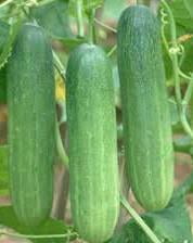 Cucumber