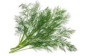 Dill Seeds