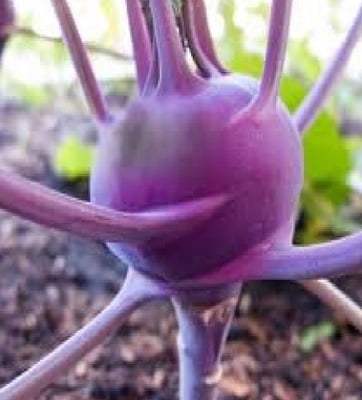 Knol Khol - Purple