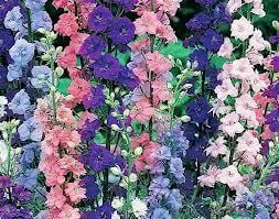 Larkspur Larkspur