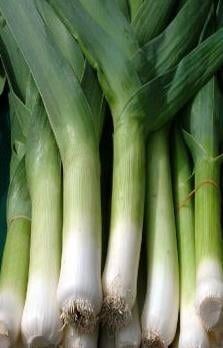 Leek