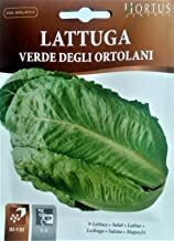 Lettuce parris island cos romaine