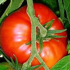Tomato Madanapalle