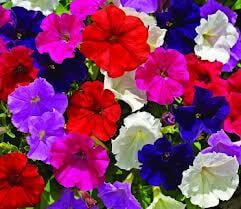 Petunia Mix Petunia Mix