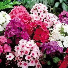 Phlox Mix Phlox Mix