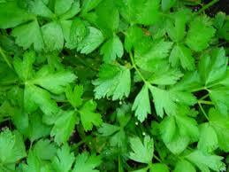 Parsley