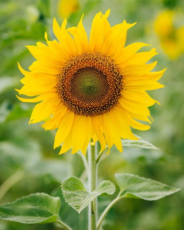 Sunflower Sunflower