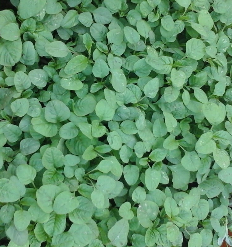 Amaranthus Tropical