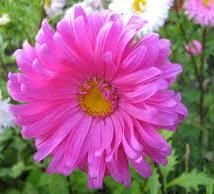 Aster Aster