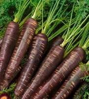 Carrot - Black