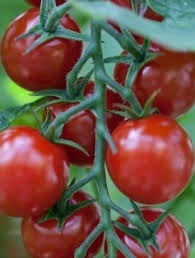 Cherry Tomato