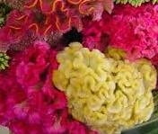 Cockscomb Cockscomb