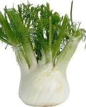 Fennel