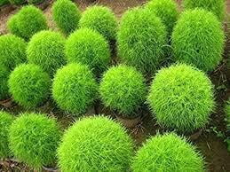 Kochia Kochia