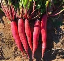 Radish - Red Long