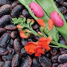 Scarlet Beans