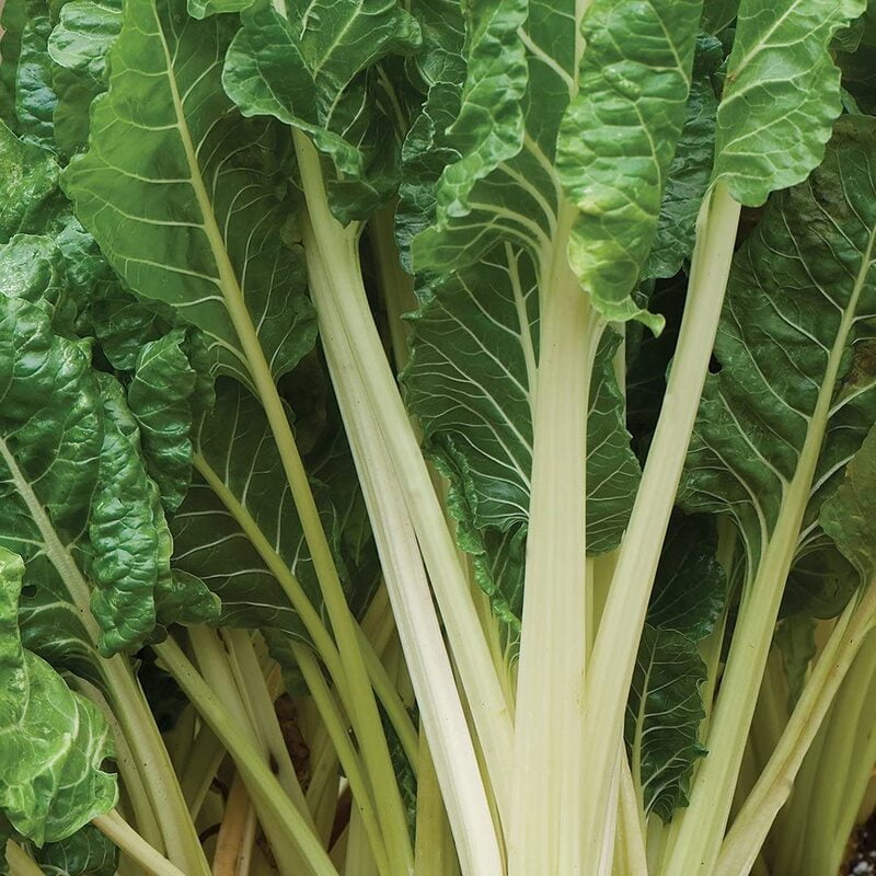 Swiss Chard